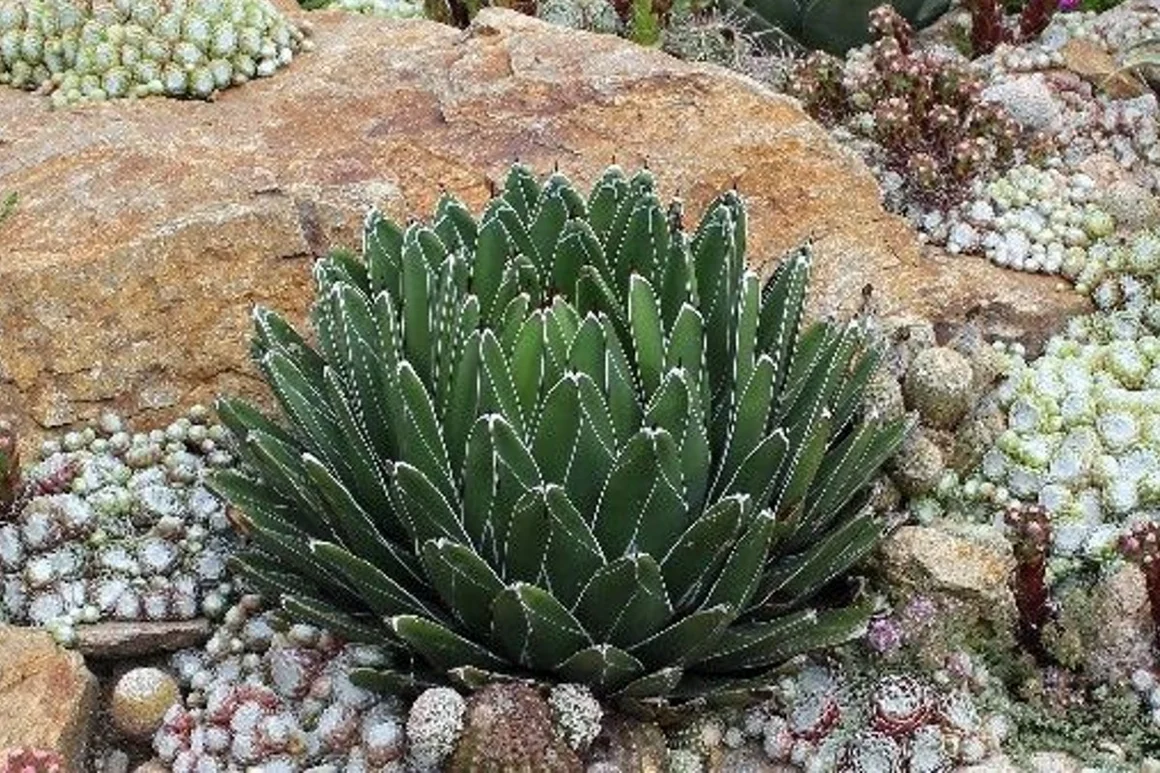 Grüne Agave im Steingarten